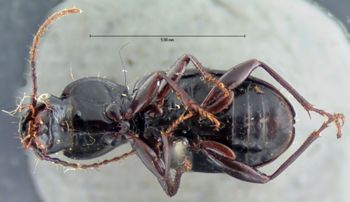 Media type: image;   Entomology 5629 Aspect: habitus ventral view